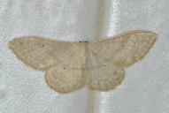 Idaea straminata