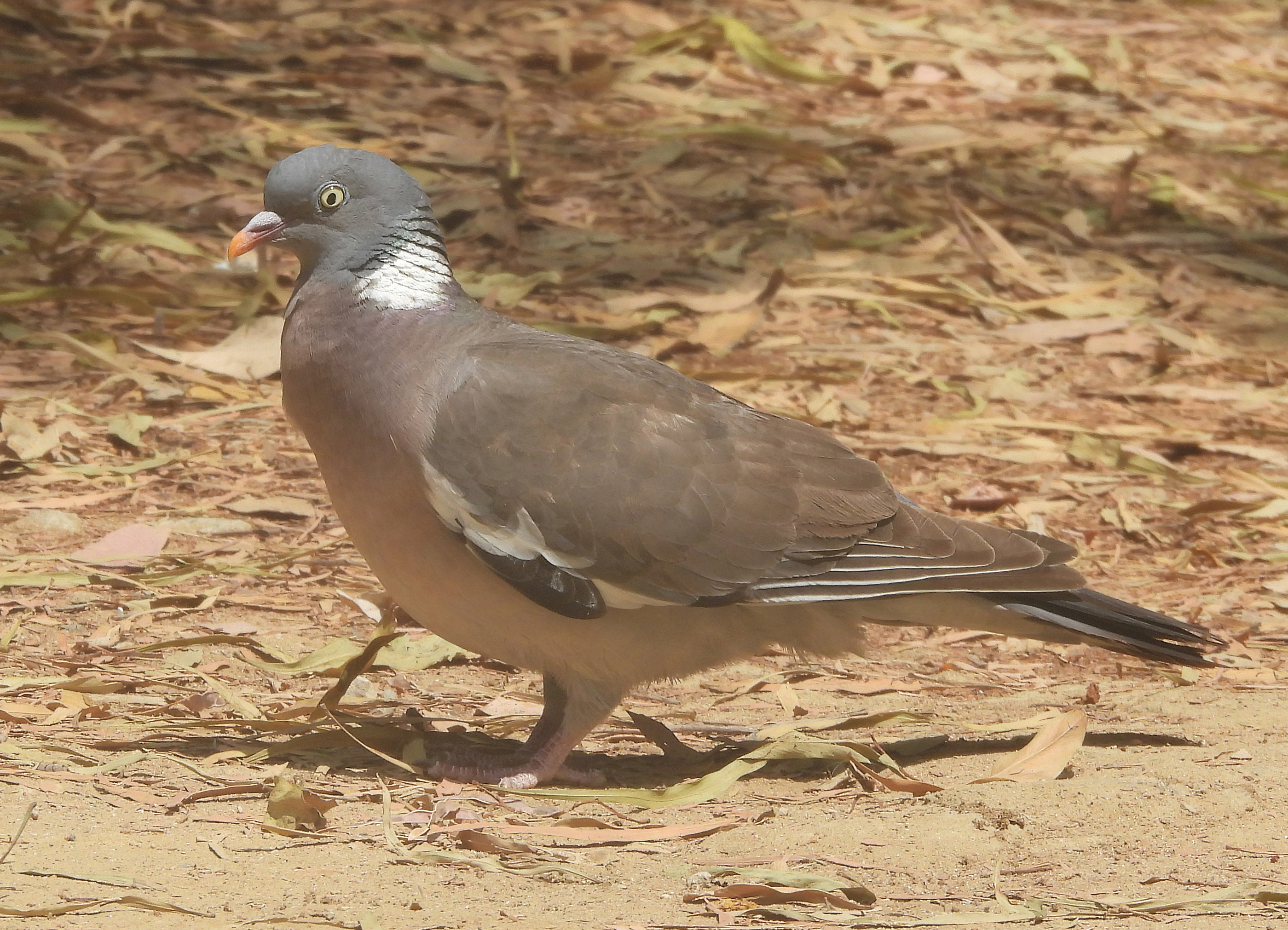 Columba palumbus