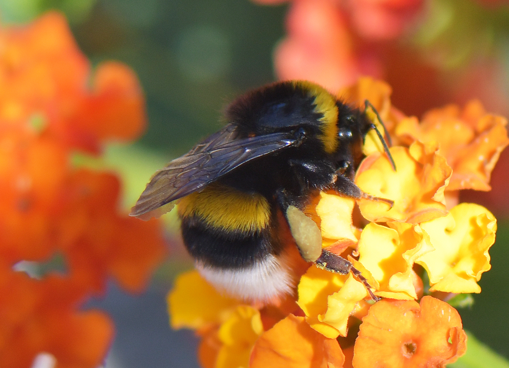 Bombus terrestris calabricus(♀)
