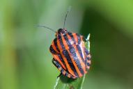 Graphosoma italicum italicum