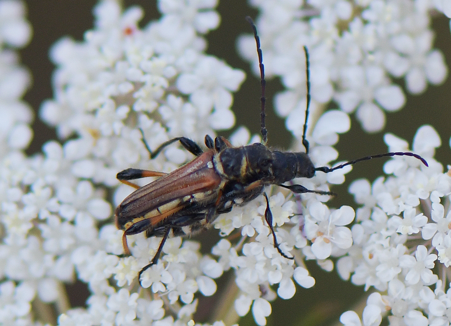 Stenopterus ater