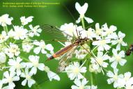 Nephrotoma appendiculata