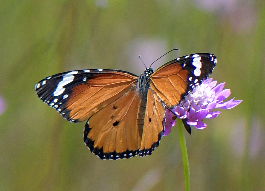 Danaus chrysippus