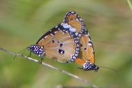 Danaus chrysippus(Copula)