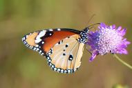 Danaus chrysippus