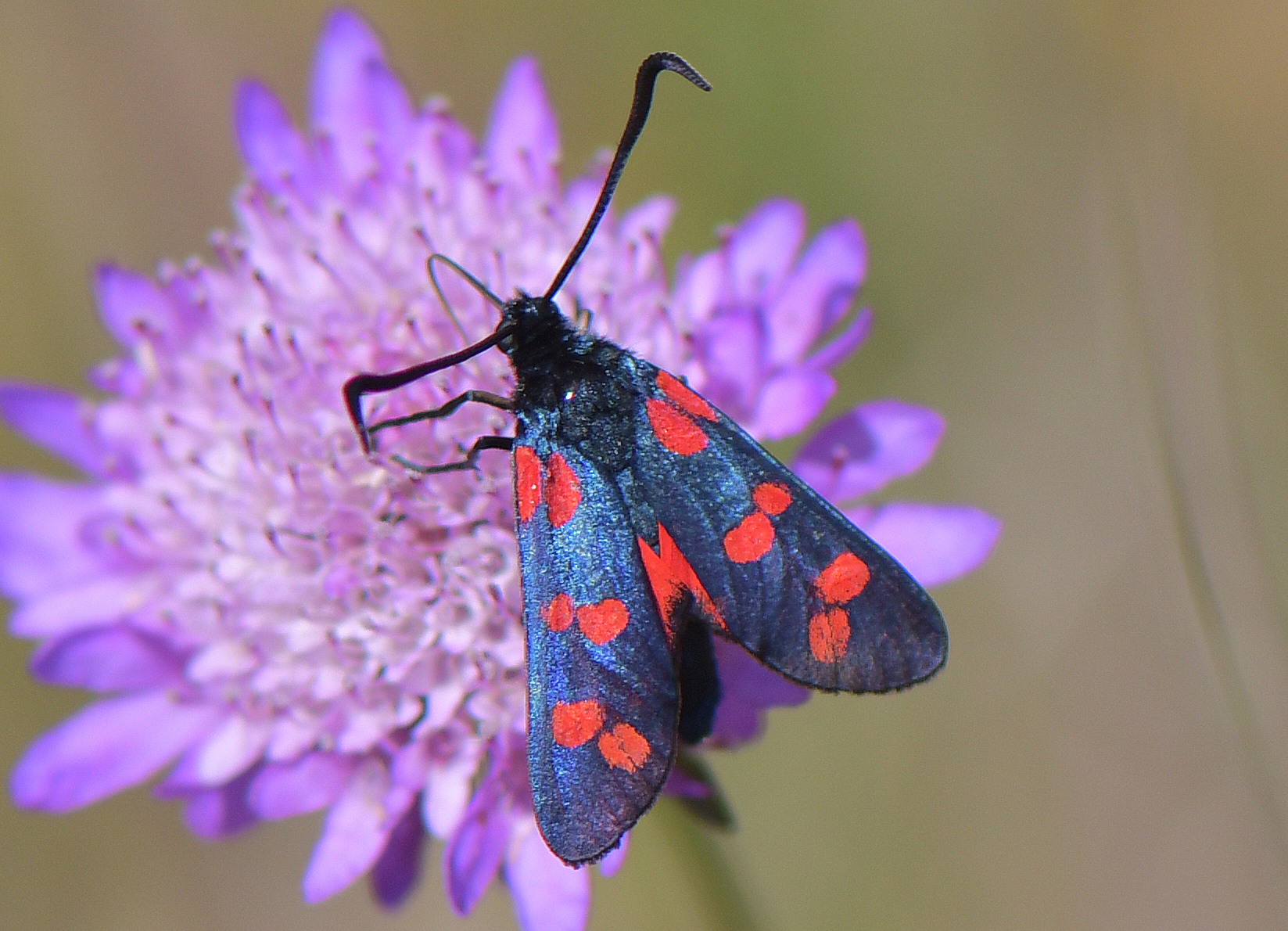 Zygaena filipendulae
