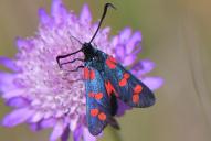 Zygaena filipendulae