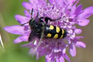 Colpa sexmaculata(♀)