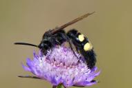 Regiscolia maculata flavifrons(♂)