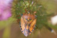 Carpocoris mediterraneus