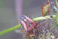 Carpocoris mediterraneus