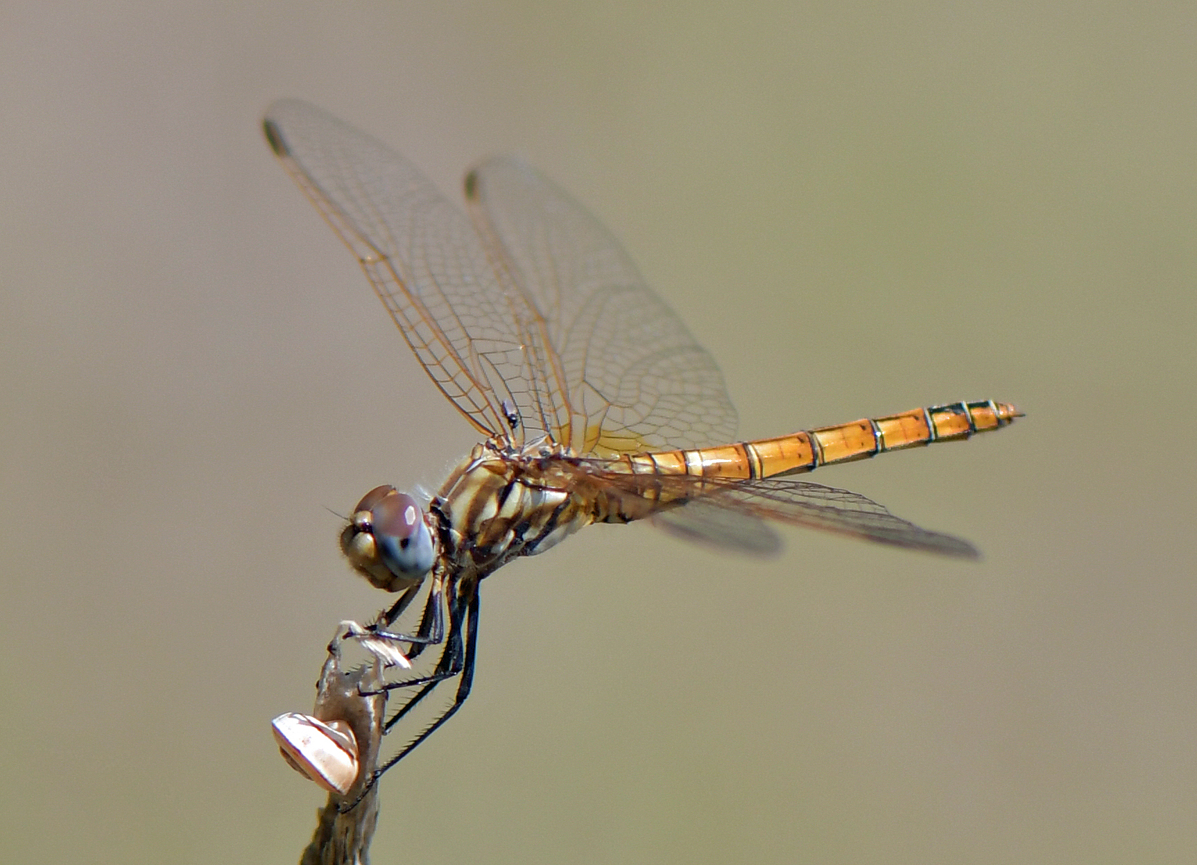 Trithemis annulata(♀)