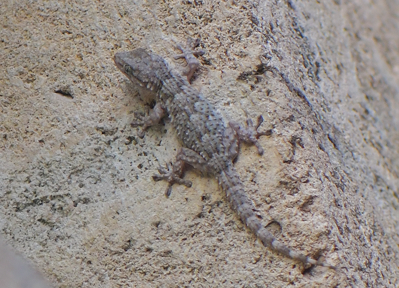 Tarentola mauritanica