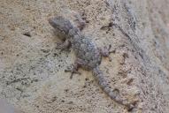 Tarentola mauritanica