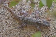 Tarentola mauritanica