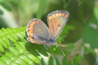Aricia agestis