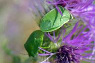 Nezara viridula(Kopula)