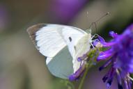 Pieris brassicae(♂)