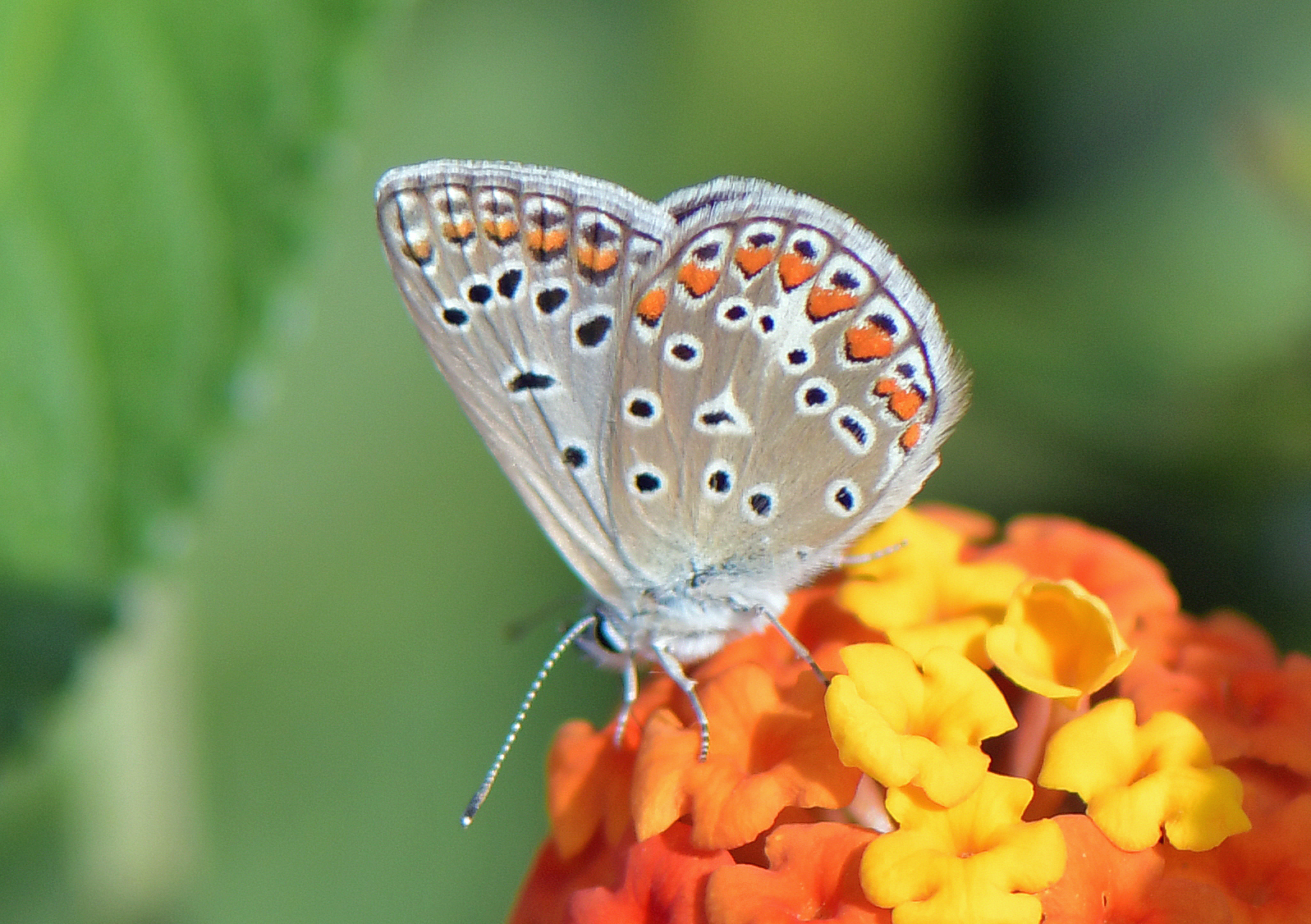 Polyommatus celina