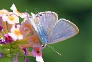 Lampides boeticus(♀)