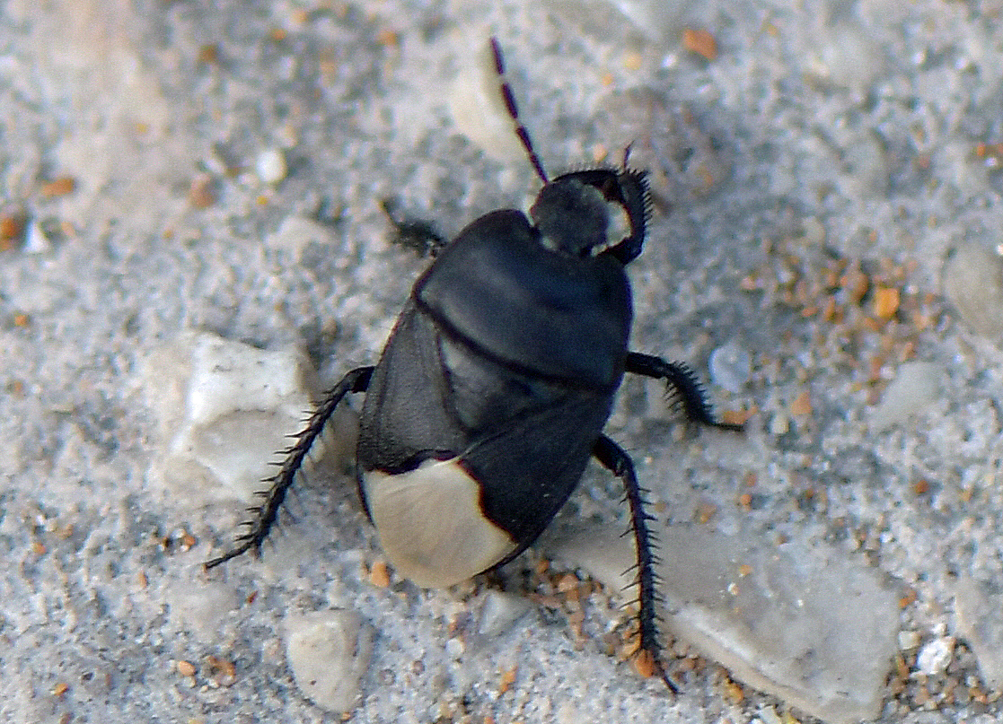 Cydnus aterrimus
