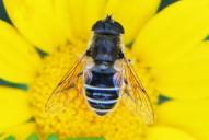 Eristalis arbustorum(♀)