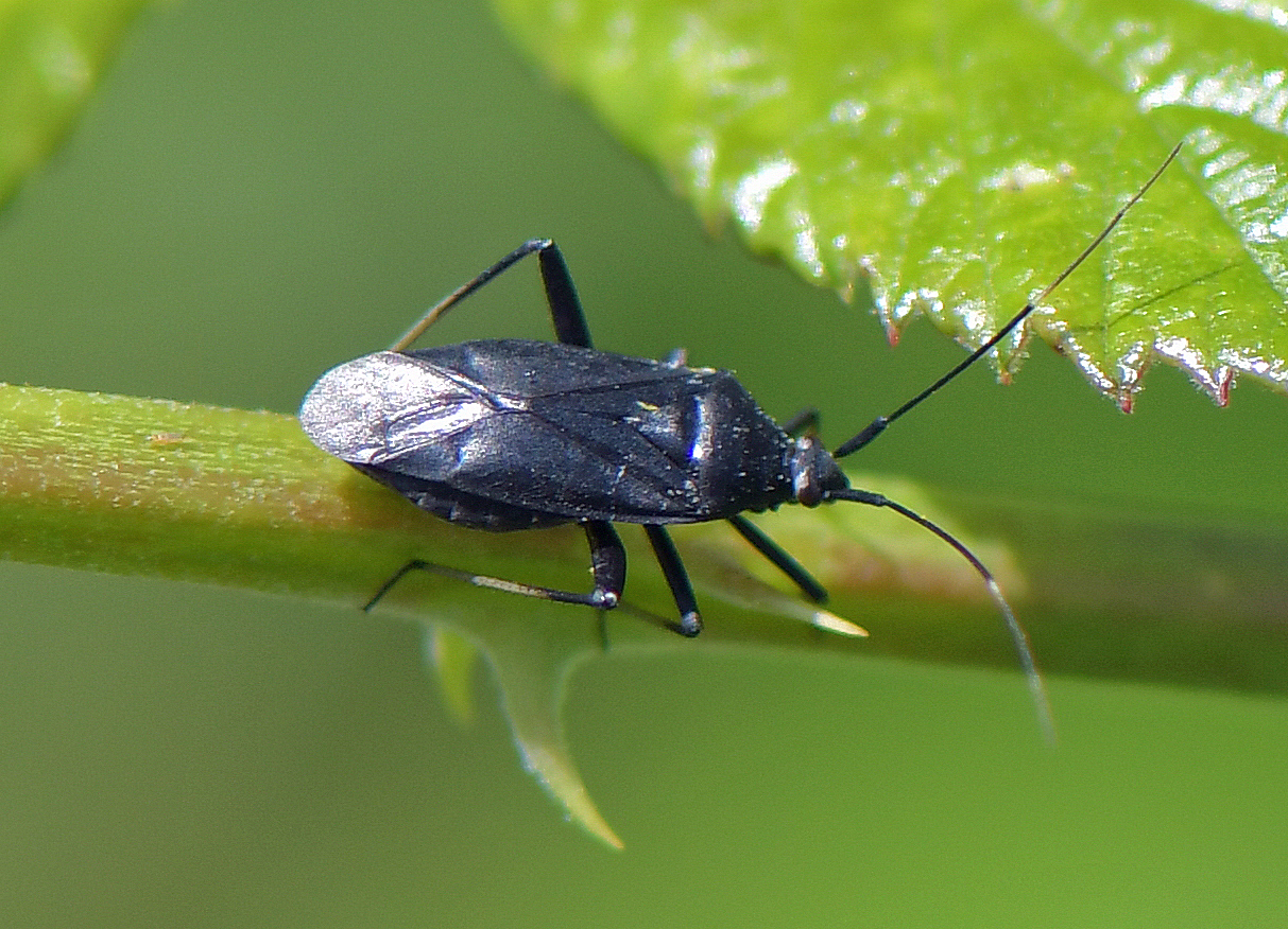 Calocoris nemoralis