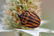 Graphosoma semipunctatum