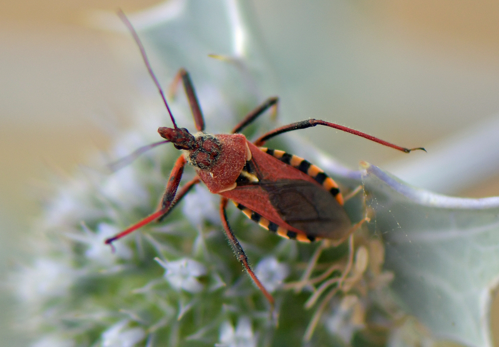 Rhynocoris erythropus