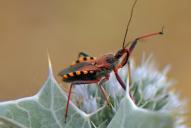 Rhynocoris erythropus