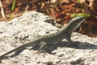 Podarcis siculus