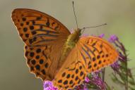 Argynnis paphia(♂)