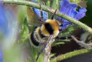 Bombus ruderatus(♂)