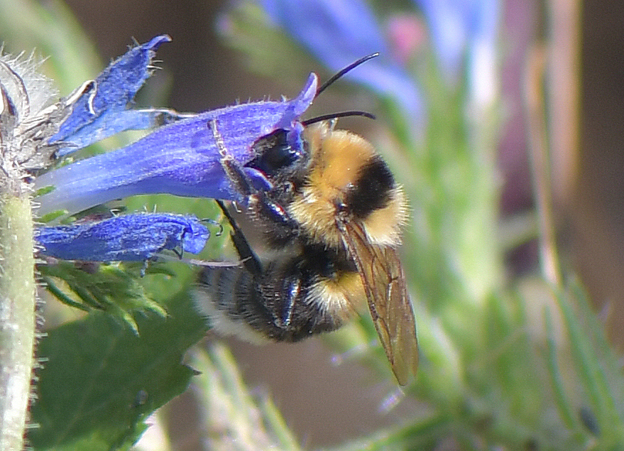 Bombus ruderatus(♂)