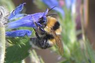 Bombus ruderatus