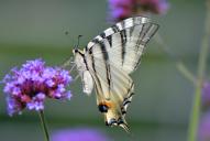 Iphiclides podalirius
