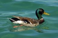 Anas platyrhynchos(♂)