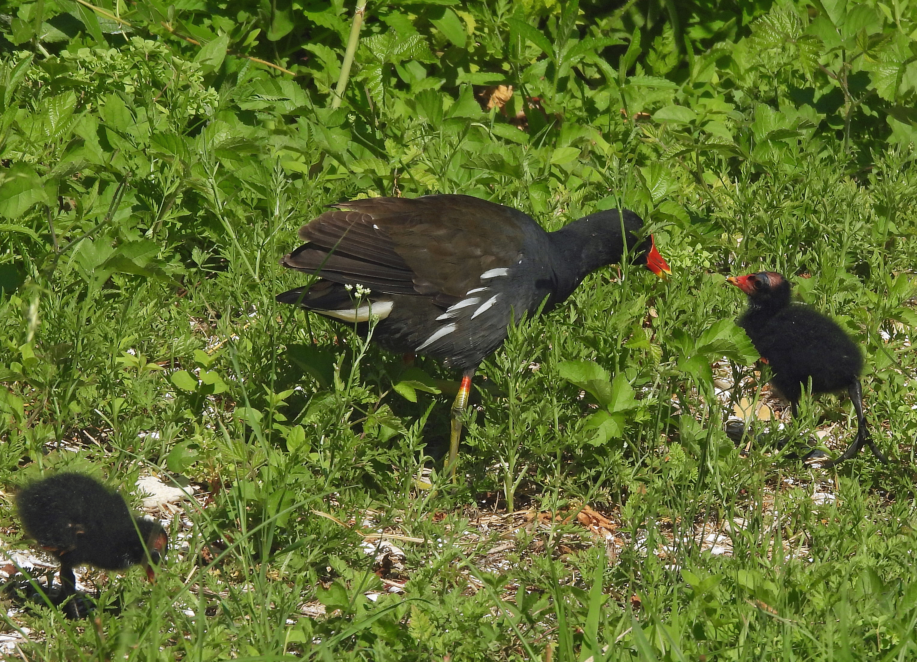 Gallinula chloropus(♀ mit Küken)