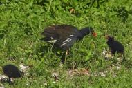 Gallinula chloropus