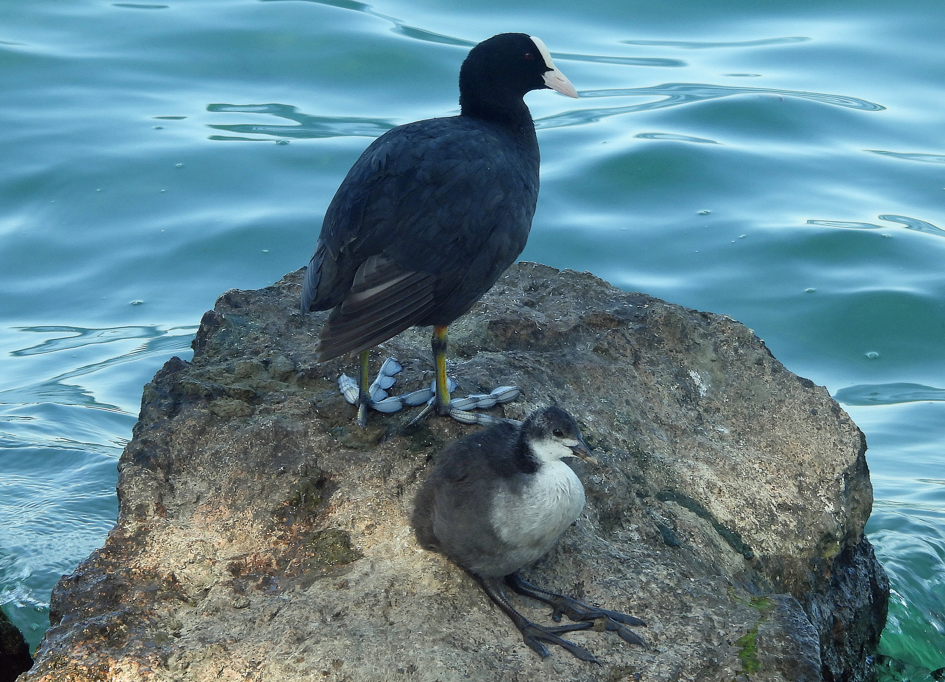Fulica atra(♀ mit Küken)