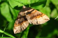 Scotopteryx chenopodiata