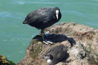 Fulica atra(♀ mit Küken)