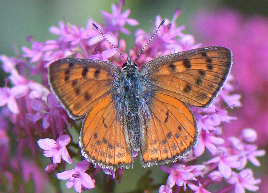Lycaena alciphron