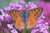 Lycaena alciphron