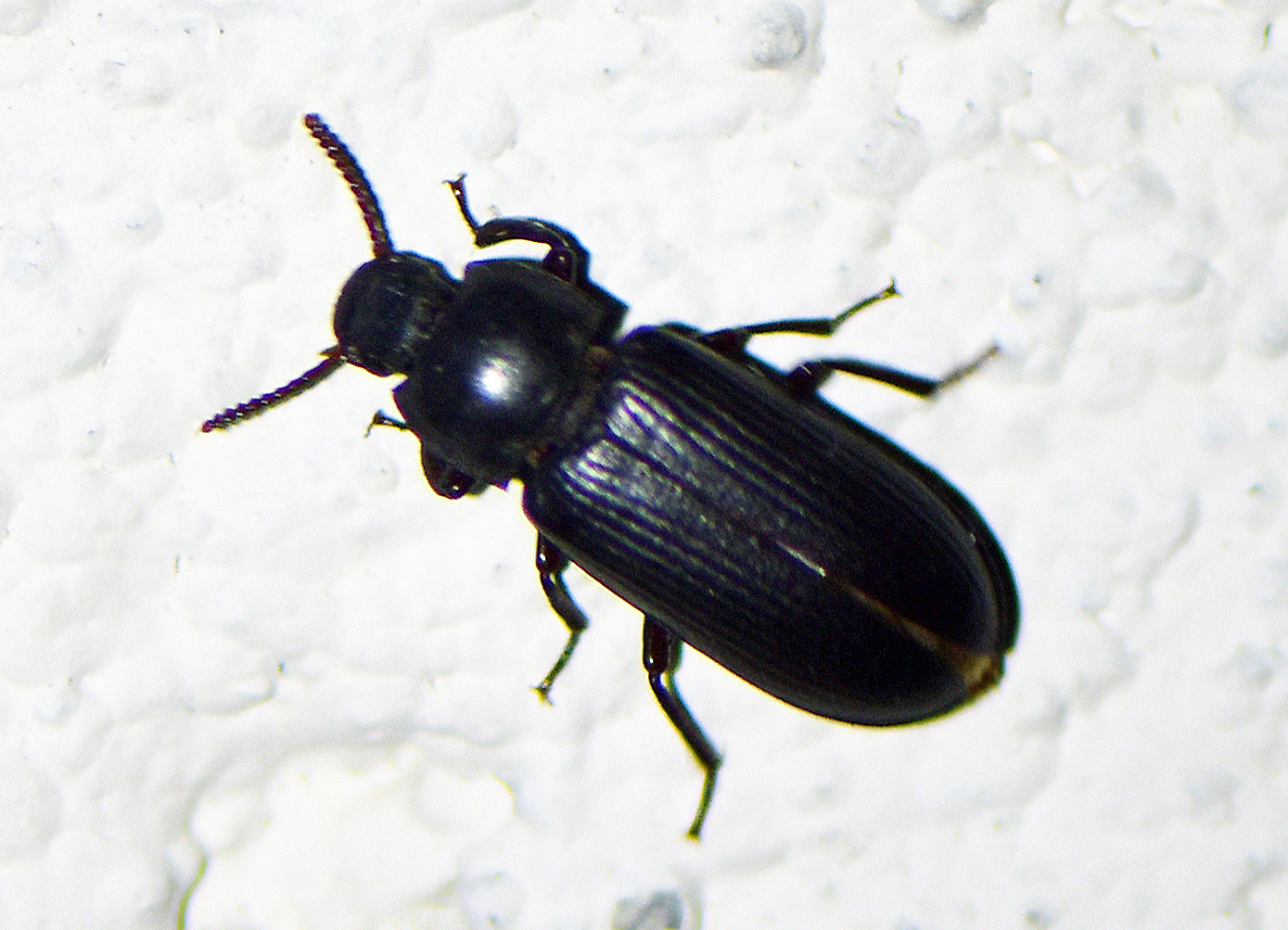 Tenebrio molitor