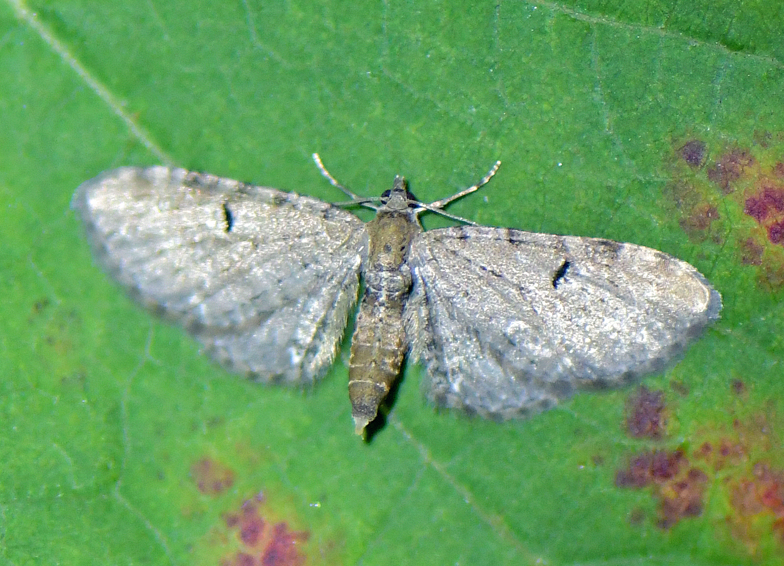 Eupithecia assimilata