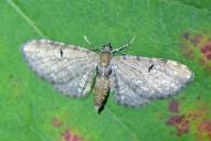 Eupithecia assimilata