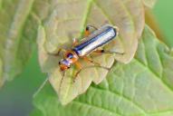 Metacantharis discoidea