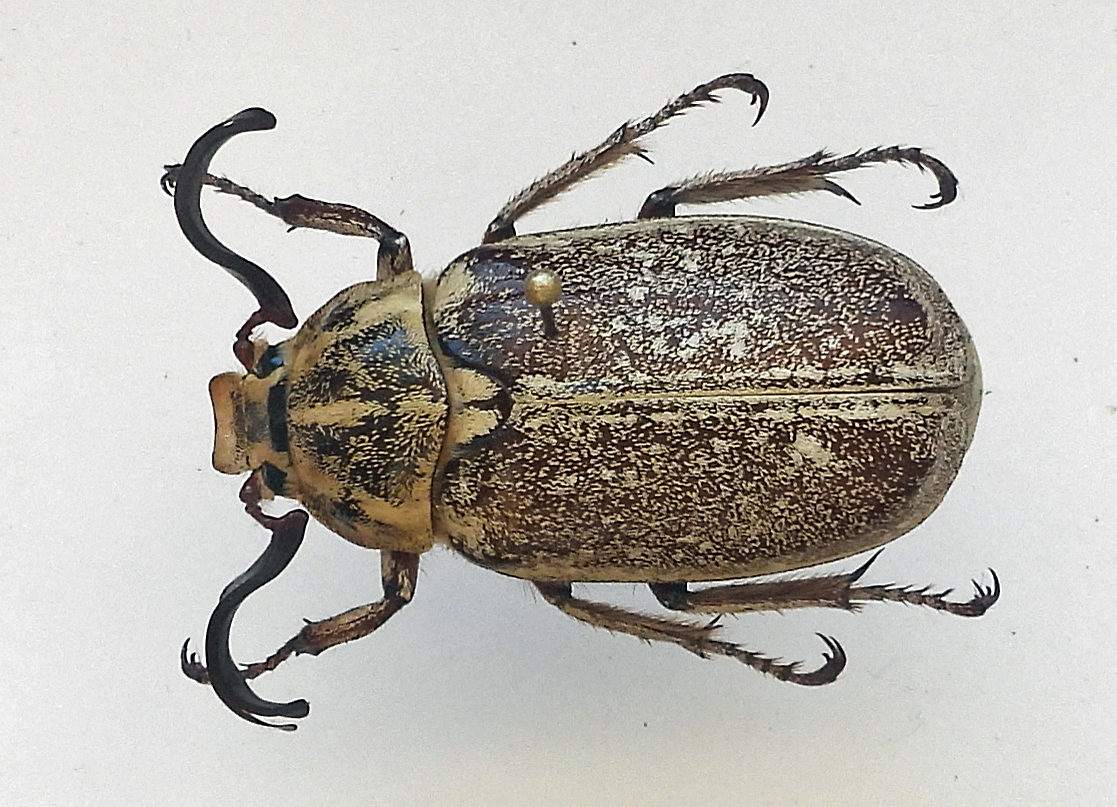 Polyphylla ragusae(♂ [2026/C0367])