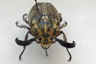 Polyphylla ragusae(♂ [2026/C0367])